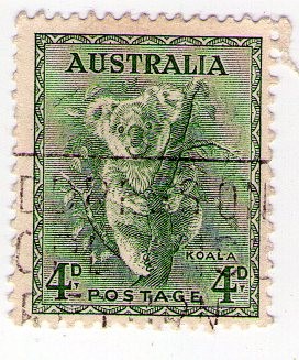 koala