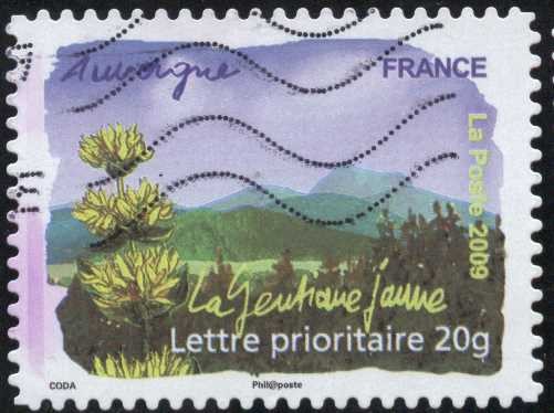 Flora del Sur - Auvergne, Genciana amarilla