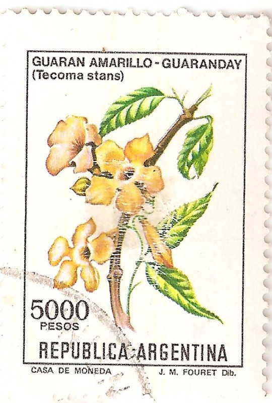 Flores - Guaran amarillo