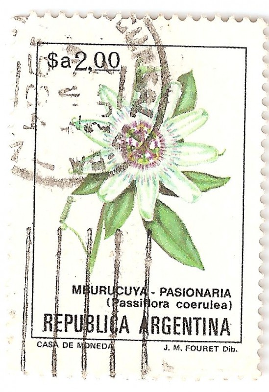 Flores - Mburucuya