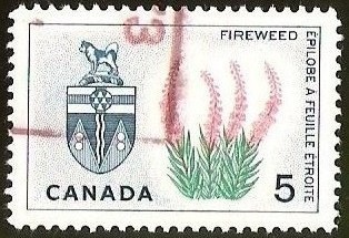 FIREWEED - EPILOBE A FEVILLE ETROITE