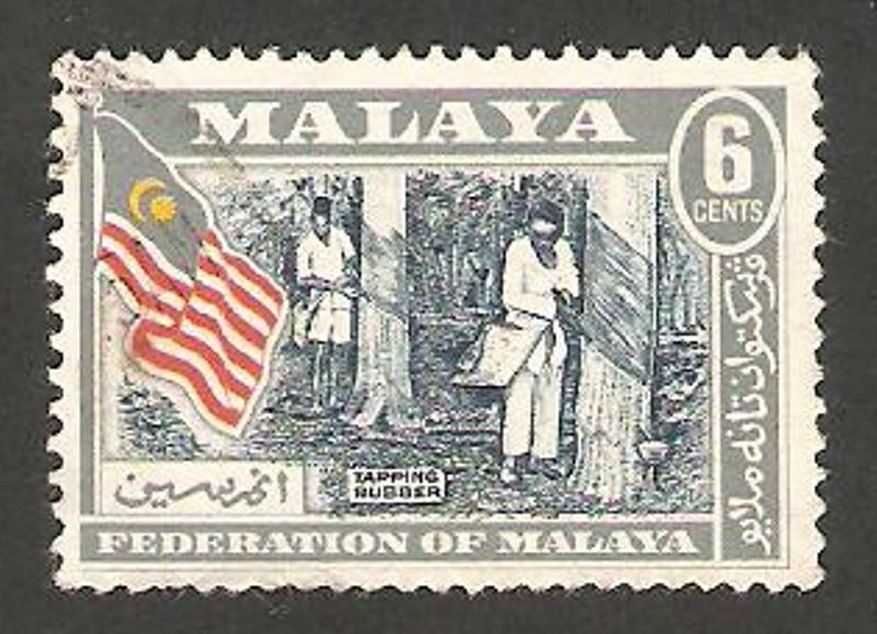 Malaya - recolecta de caucho
