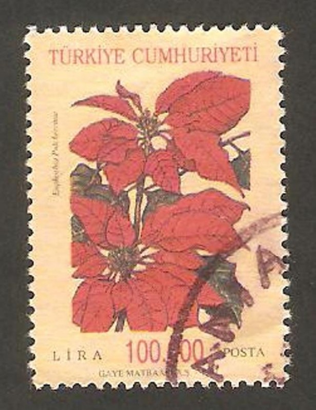 flor euphorbia pulcherrima