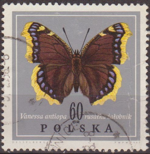 Polonia 1967 Scott 1545 Sello Mariposa Butterflies Vanessa Antiopa Usado Polska Poland Polen Pologne