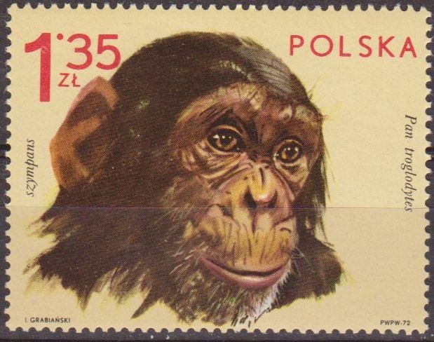 Polonia 1972 Scott 1891 Sello Nuevo Fauna Animales de Zoo Chimpance Pan Troglodytes Polska Poland