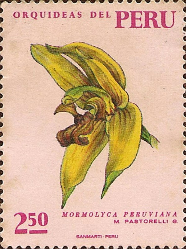 Orquídeas del Perú: Mormolyca peruviana.