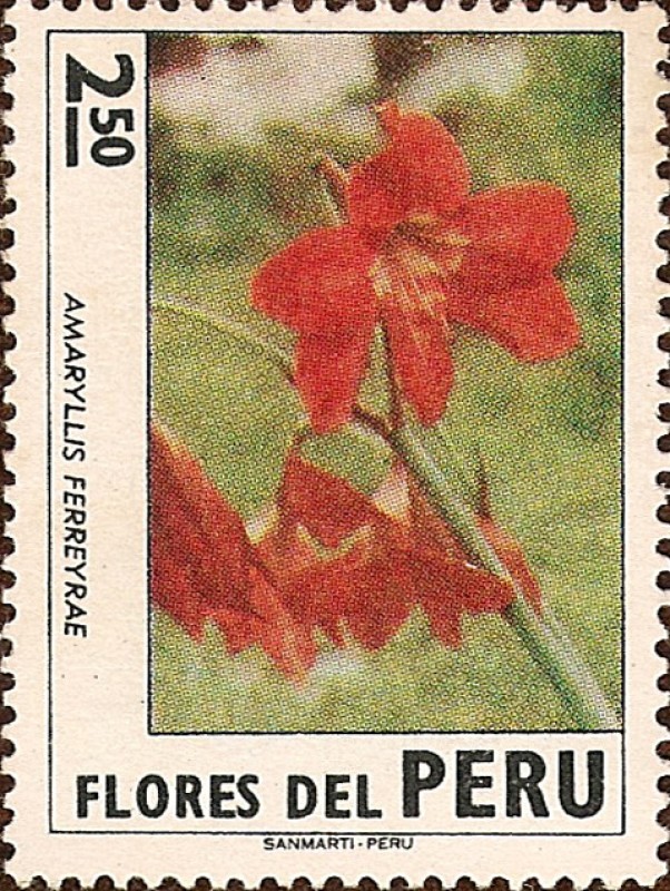 Flores del Perú: Amaryllis ferreyrae.