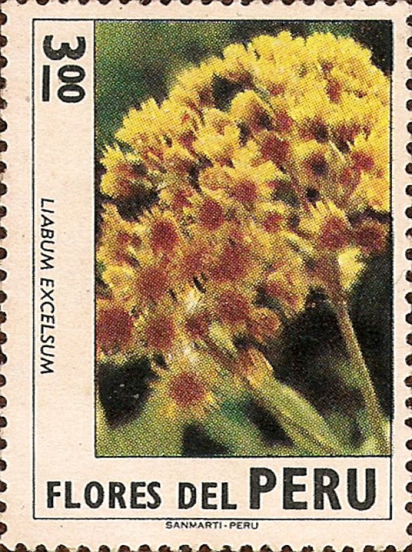 Flores del Perú: Liabum excelsum.