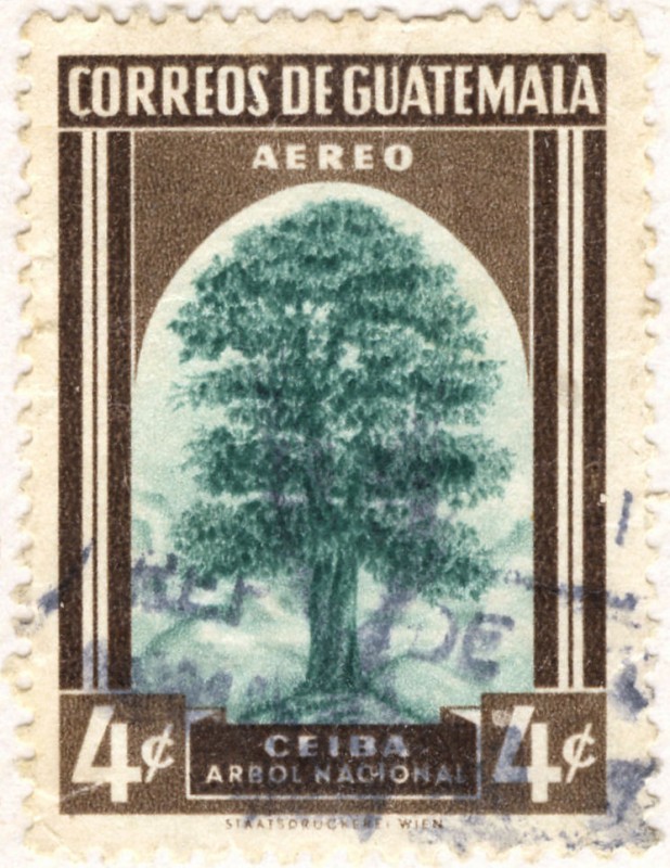 Ceiba arbol Nacional
