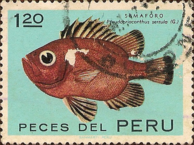 Peces del Perú: SEMAFORO Pseudopriacanthus serrula.