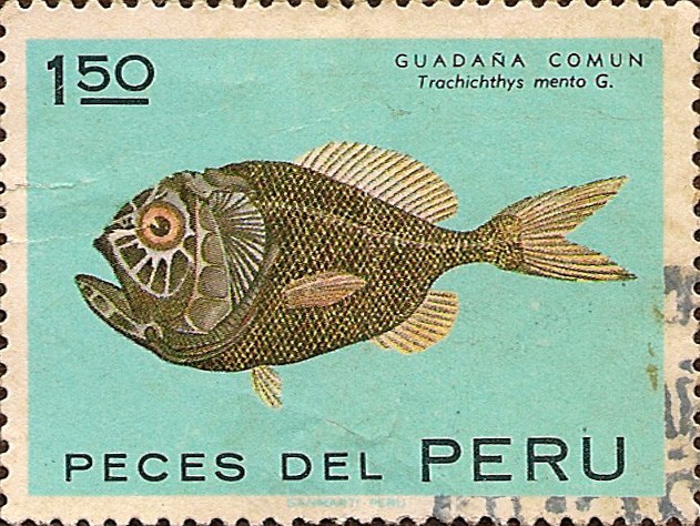 Peces del Perú: GUADAÑA COMÚN Trachichthys mento.