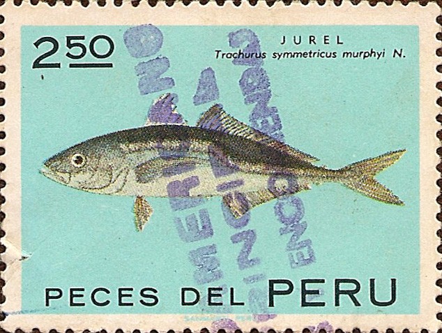 Peces del Perú: JUREL Trachurus symmetricus murphyi.