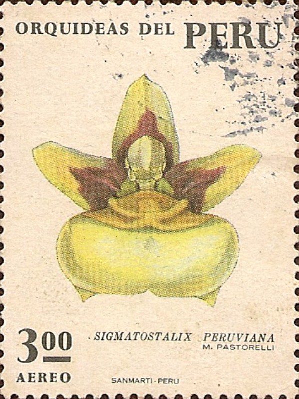 Orquídeas del Perú: Sigmatostalix peruviana.