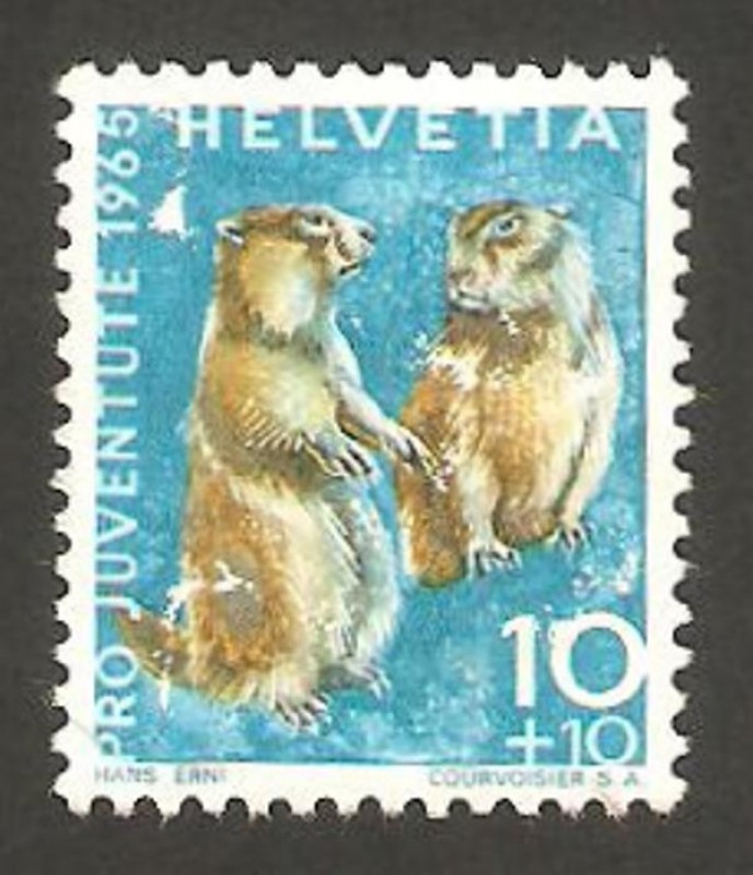 marmotas