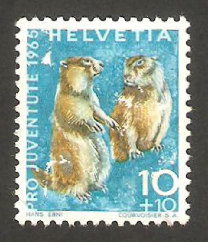 marmotas