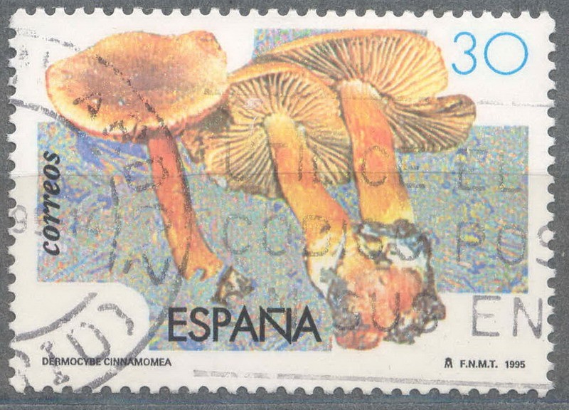 ESPAÑA 1995_3342 Micología.