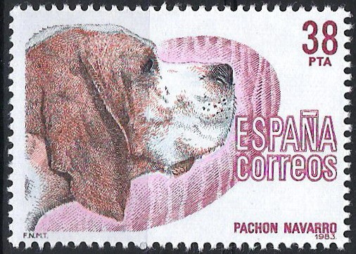 2714 Perros de Raza española, Pachón Navarro.