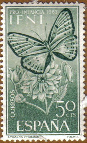 IFNI - Mariposa