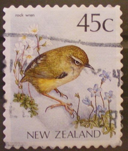 rock wren