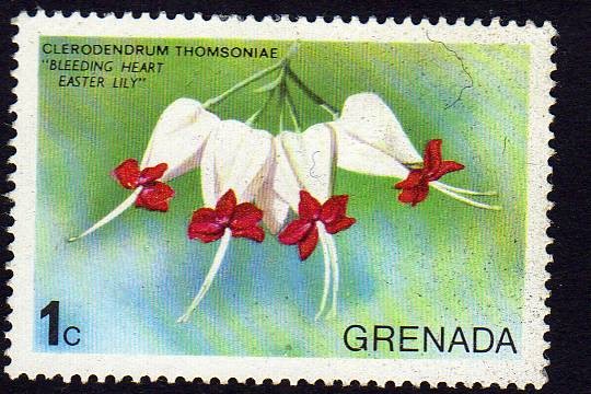 Clerodendrum