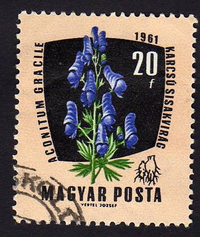 Aconitum Gracile