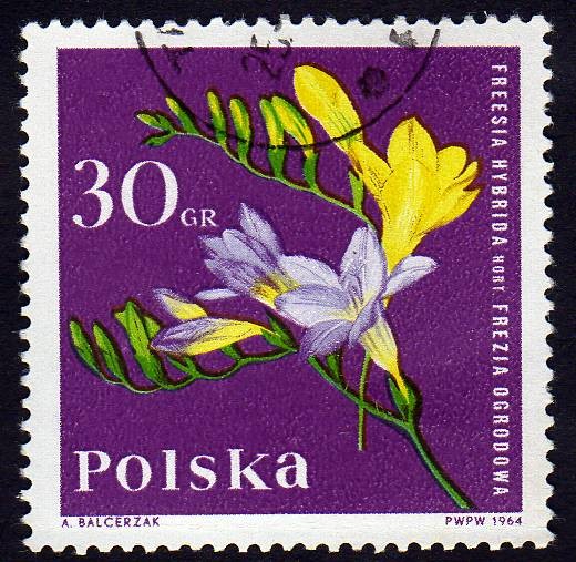 Freesia  Hibrida