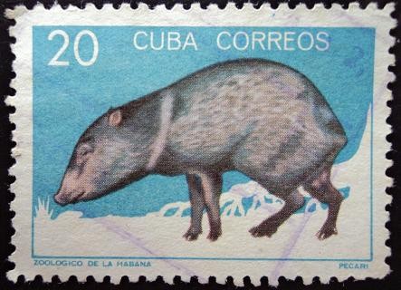 Zoológico de la Habana / Pécari