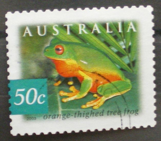 orange thighed tree frog