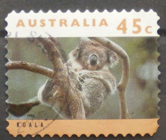 koala