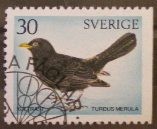 turdus merula