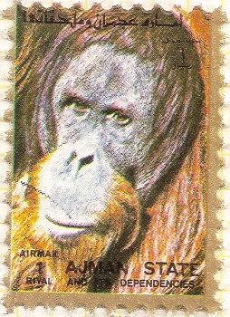 AJMAN - Orangután