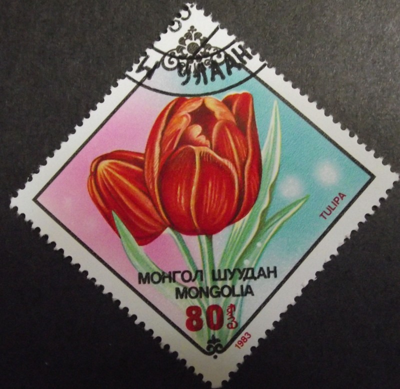 Tulipa