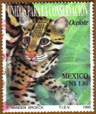 Unidos para la conservacion del OCELOTE