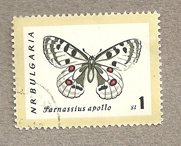 Mariposa Parnasius apollo
