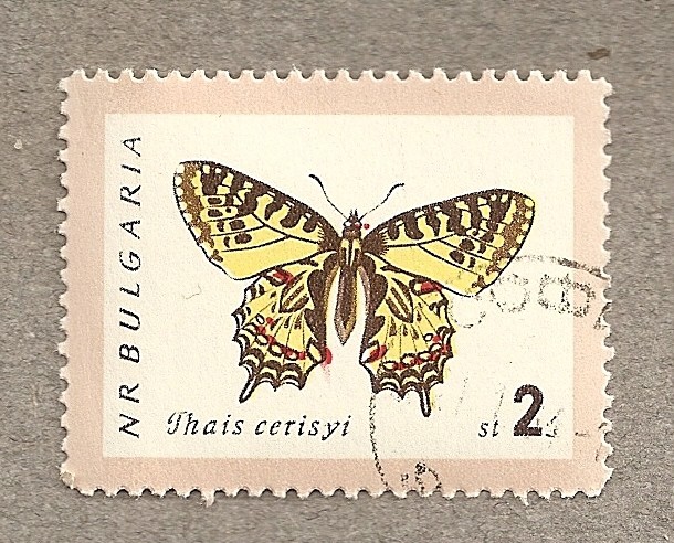 Mariposa Thais cerisyi