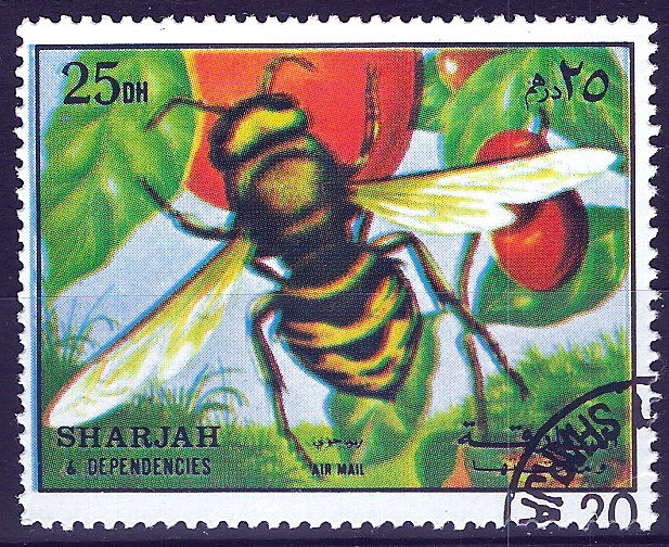 SHARJAH. Insectos. abeja.