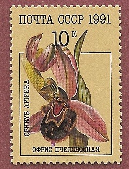 Orquídea - flor de la abeja