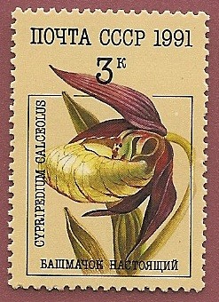 Orquidea - zapatito de dama