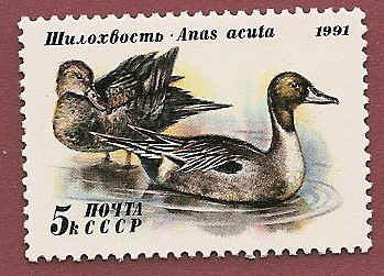 Aves - patos - ánade rabudo