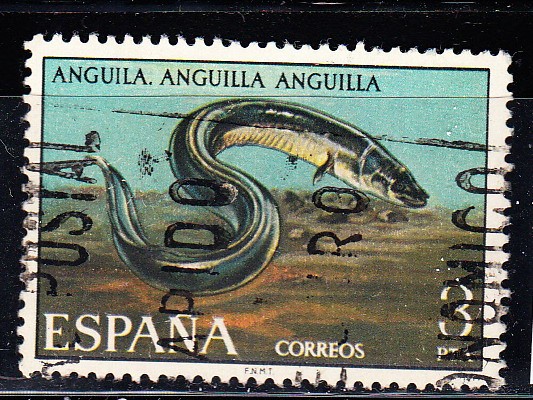 E2405 FAUNA : Anguila (148)