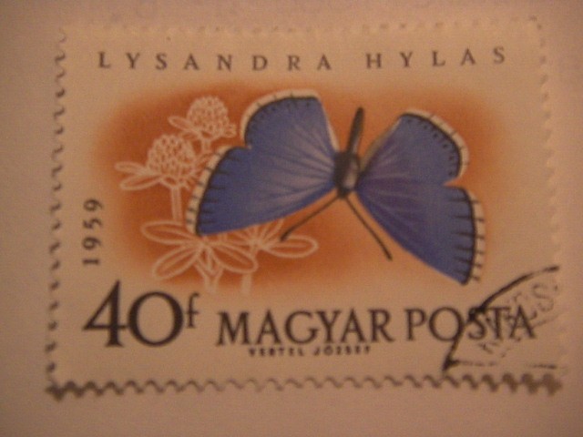 lysandra hylas