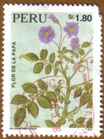 FLOR DE LA PAPA