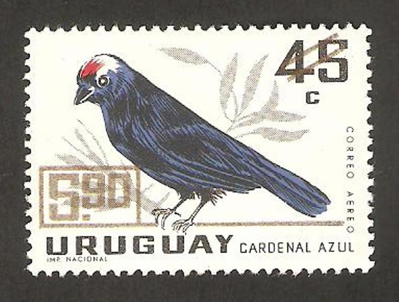 316 - ave cardenal azul