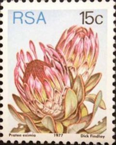 Protea Eximia