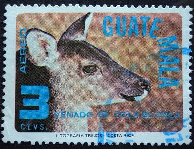 Venado de cola blanca