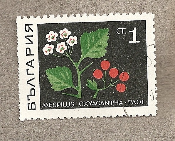 Mespilus oxyacantha
