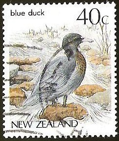 BLUE DUCK