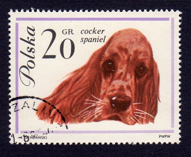 COCKER SPANIEL