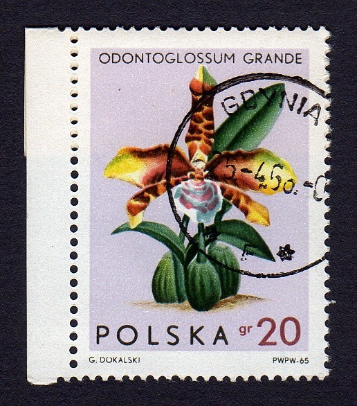 ODONTOGLOSSUM GRANDE