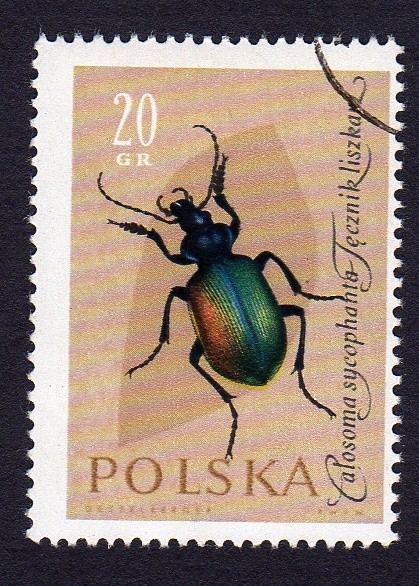 CALOSOMA SYCOPHANTA TECZNIK  LISZKAN